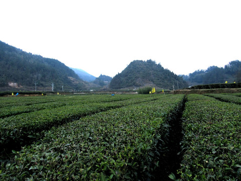 茶园