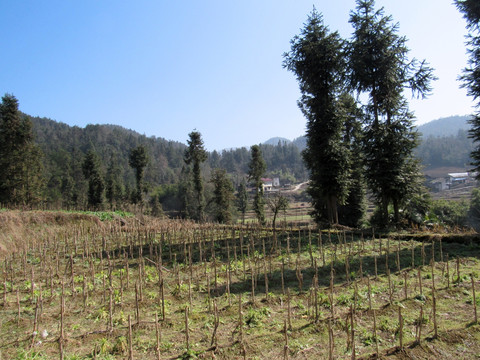 田野