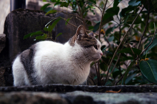 狸花猫