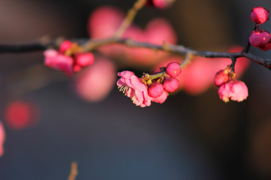 红梅花儿开