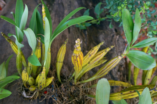 鼓槌石斛 植株特写