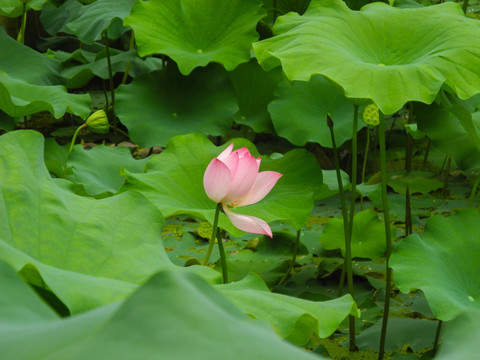 荷花特写