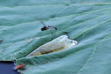 蜻蜓点水 蜻蜓产卵