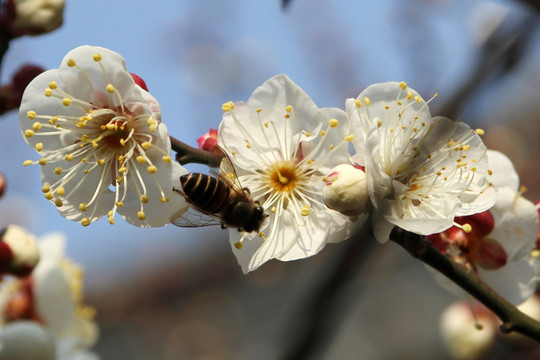 梅花 南京总统府