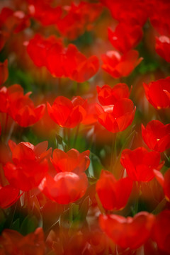 红色郁金香花丛
