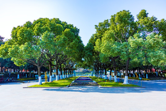 闵行体育公园香樟林