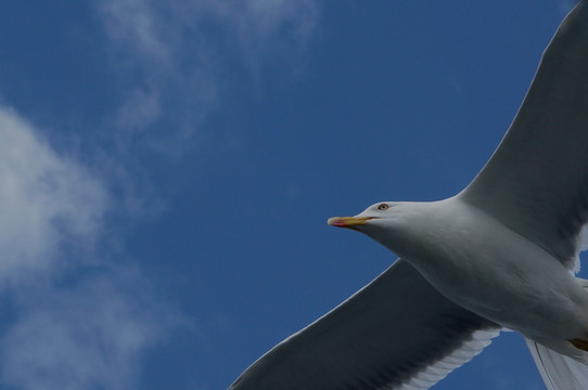 英国湖区海鸥
