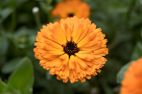 盛开金盏菊花微距特写