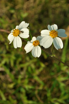三朵白色花