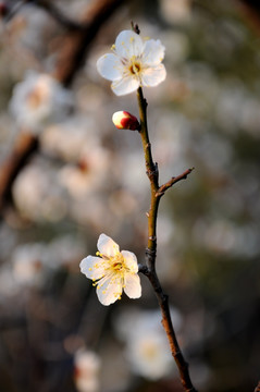桃花 鲜花 春天