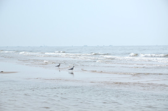 海鸟