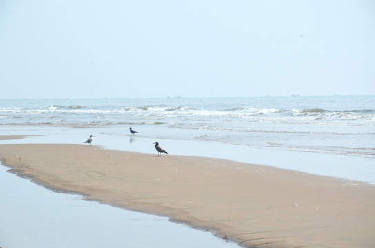 海鸟