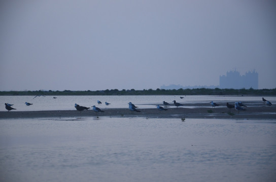 海鸟