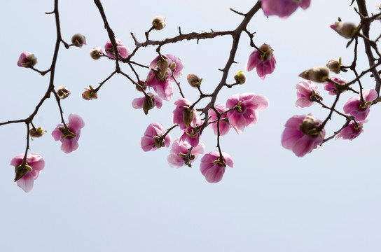 玉兰花背景