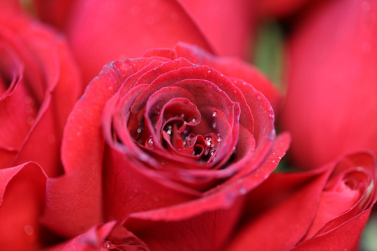 高清红玫瑰