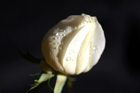 白玫瑰花卉