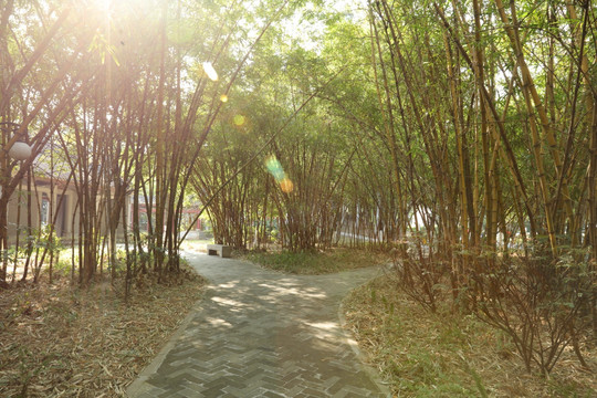 公园竹林