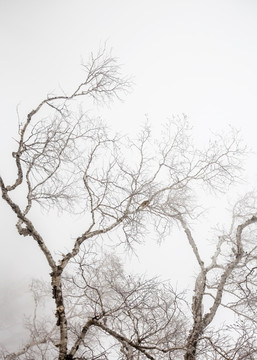 雪景