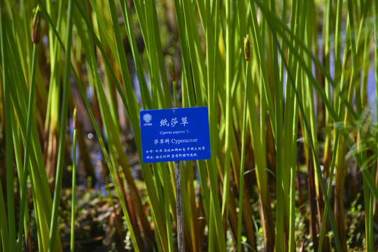 纸莎草 水景观赏植物 热带植物