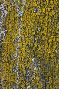 树皮纹理背景 黄色苔藓