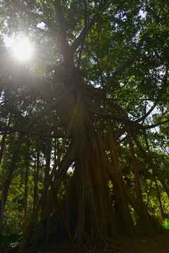 热带树林 榕树