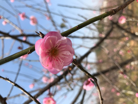 梅花