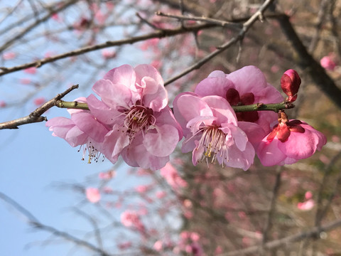 梅花