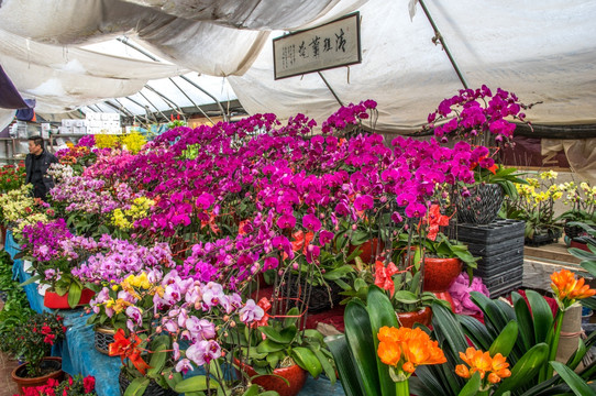 鲜花店花卉市场