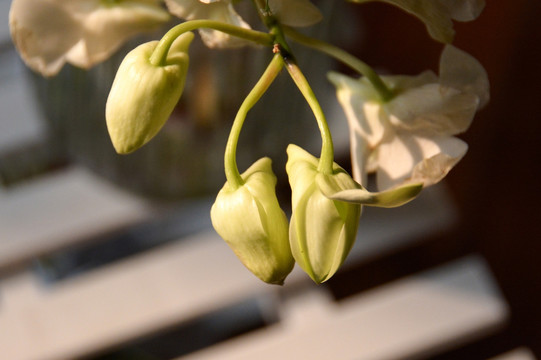 花蕾 杨兰 花苞