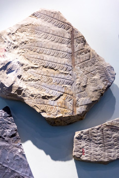 厥类植物化石