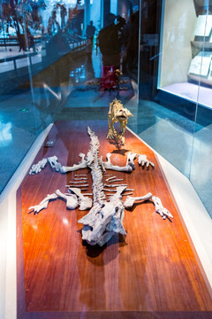 上海自然博物馆恐龙化石 上海自