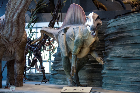 上海自然博物馆恐龙标本