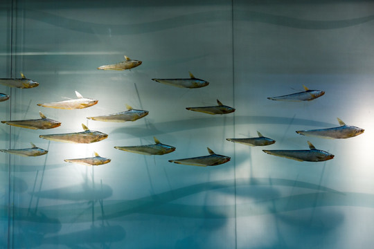 鱼模型 海鱼 标本