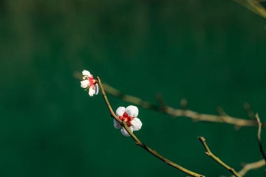 梅花 冬梅 花朵花卉 梅花枝条