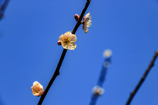 梅花 冬梅 花朵花卉 梅花枝条