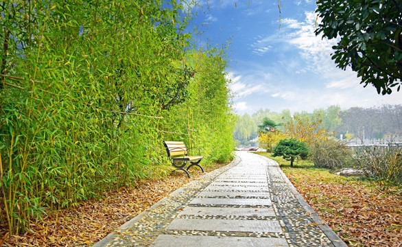 翠竹和休闲椅公园景观