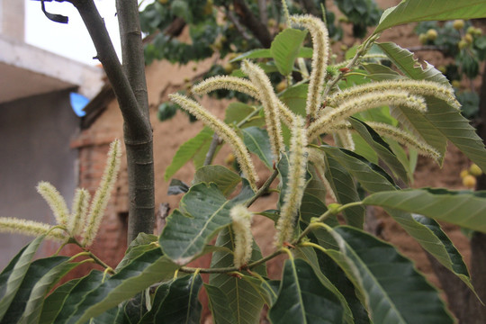 板栗花