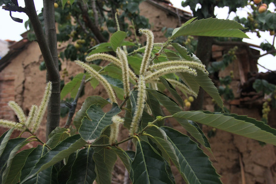 板栗花