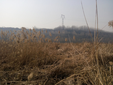 西安雁鸣湖芦苇荡
