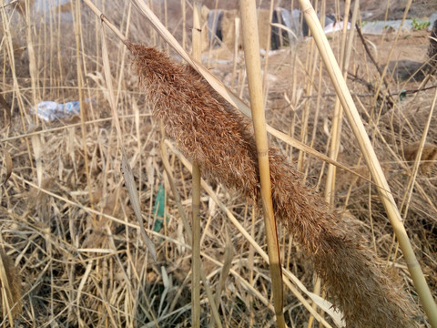 芦苇特写