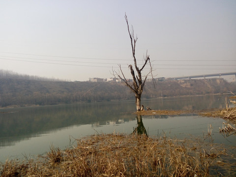 水中树 自然 雁鸣湖 湖中的树