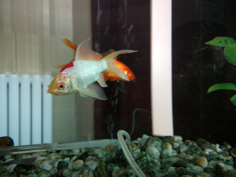 水族馆的金鱼