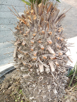 棕榈树特写