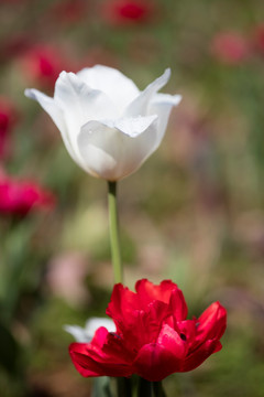 郁金香花