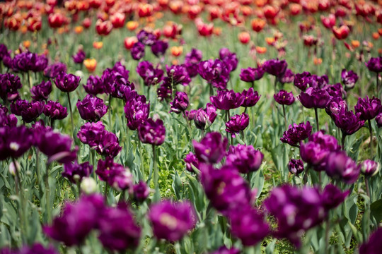 郁金香花