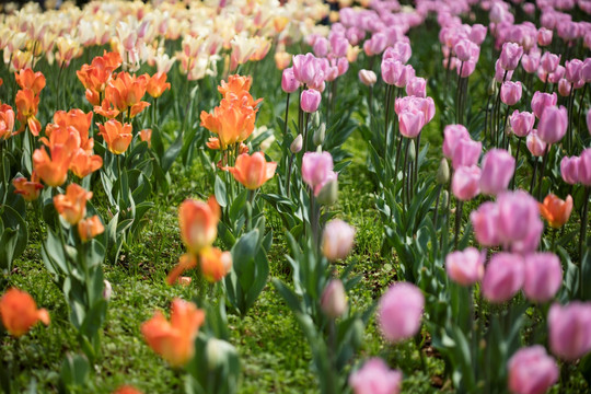 郁金香花