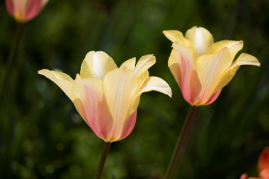 郁金香花