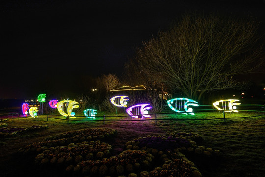 兰溪市中洲公园夜景 鱼花灯