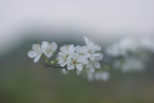 李花