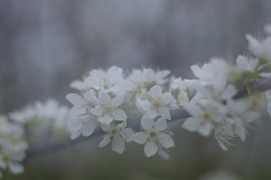李花